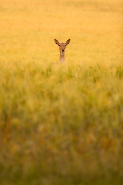 长颈鹿白天在绿色的草地上